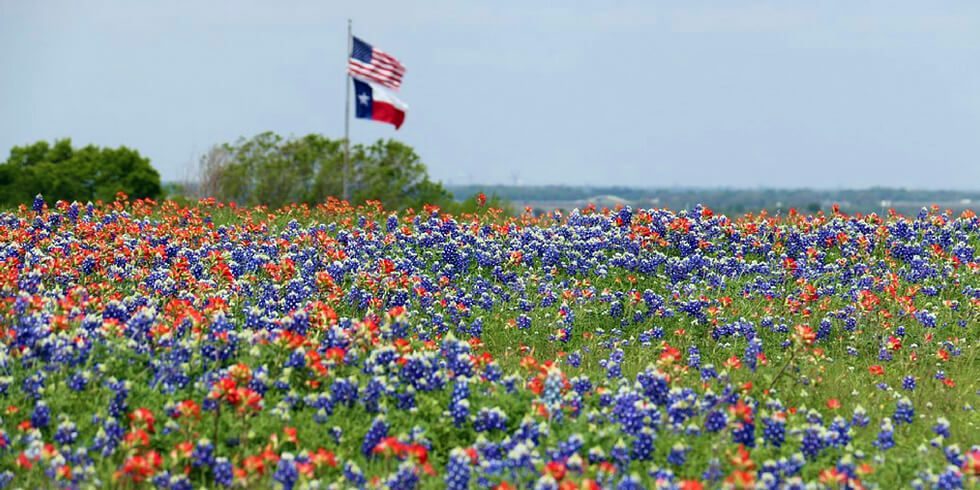 Explore Texas Wildflowers with Your Kids